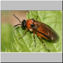 Athalia rosae - Blattwespe 03.jpg